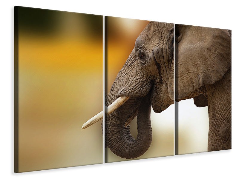 Leinwandbild 3-teilig  Elefant Close up