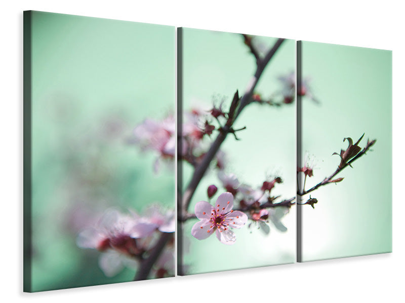 Leinwandbild 3-teilig Die japanische Kirschblüte