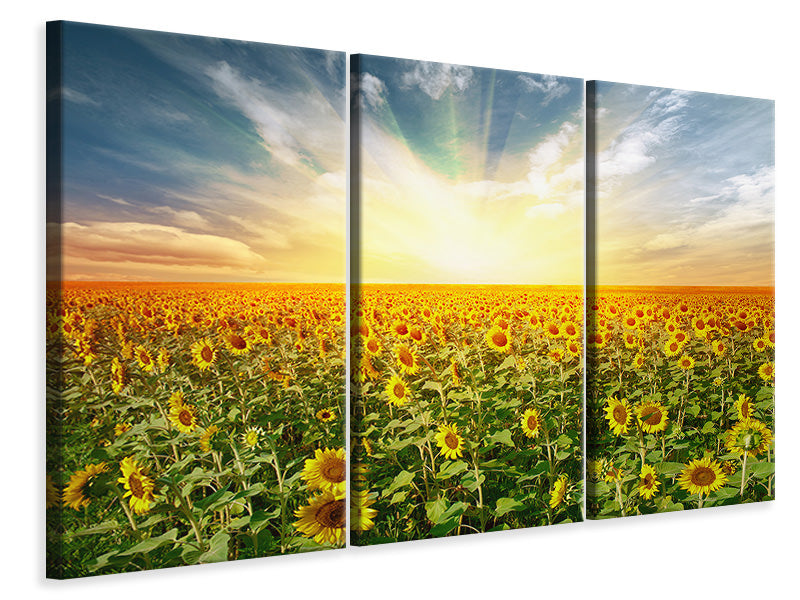 Leinwandbild 3-teilig Ein Feld voller Sonnenblumen