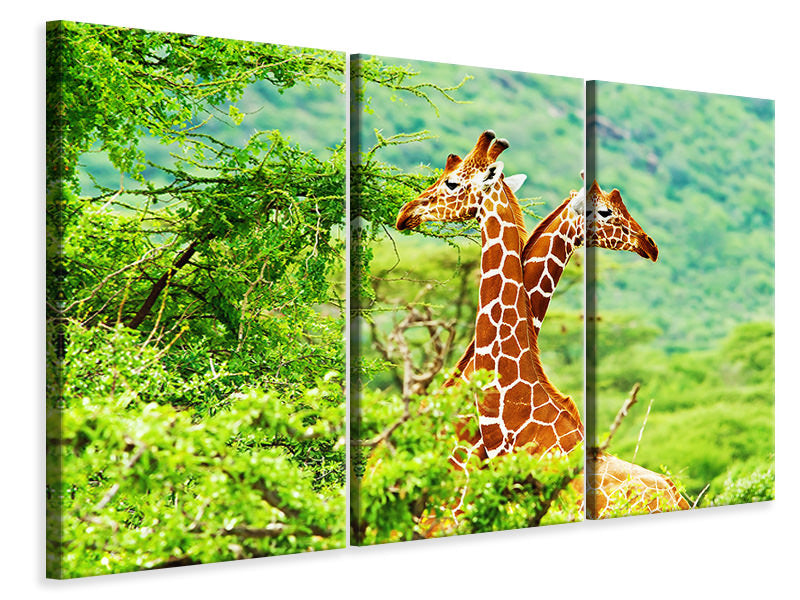 Leinwandbild 3-teilig Giraffenliebe