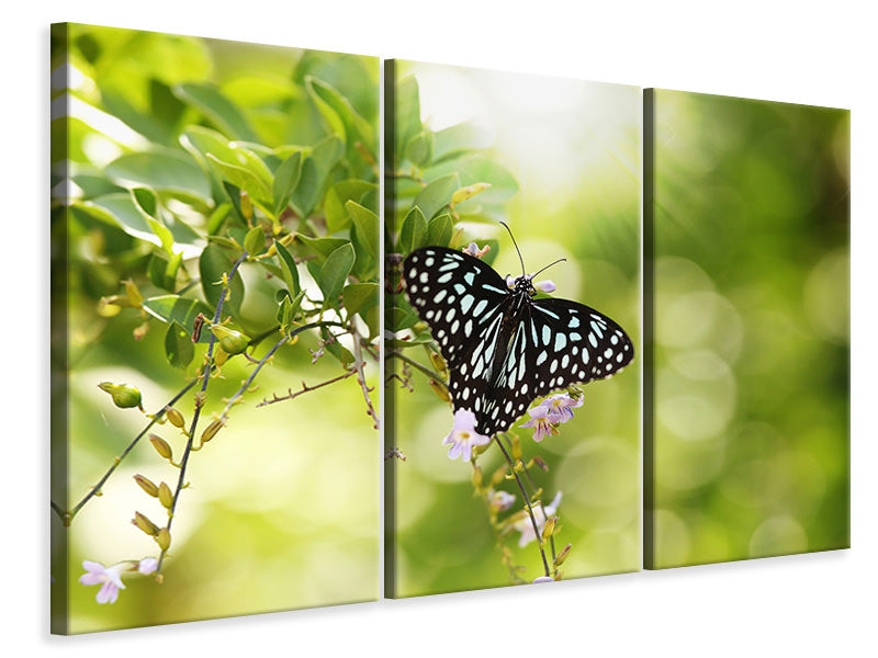 Leinwandbild 3-teilig Papilio Schmetterling XXL