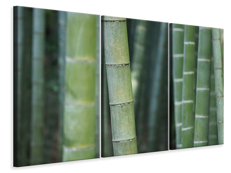 Leinwandbild 3-teilig Bambus in XXL