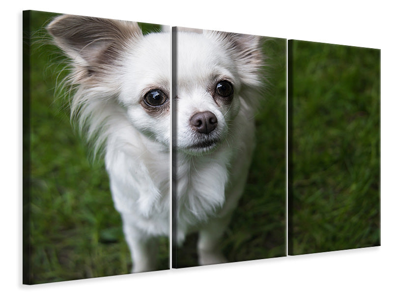 Leinwandbild 3-teilig Chihuahua Blick