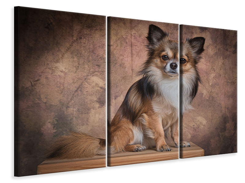 Leinwandbild 3-teilig Chihuahua Portrait