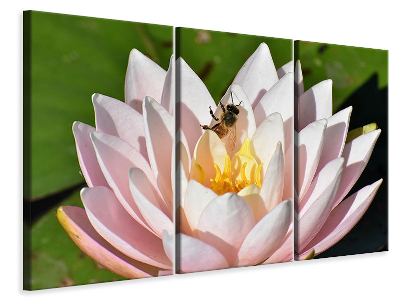Leinwandbild 3-teilig Die Biene auf der Seerose