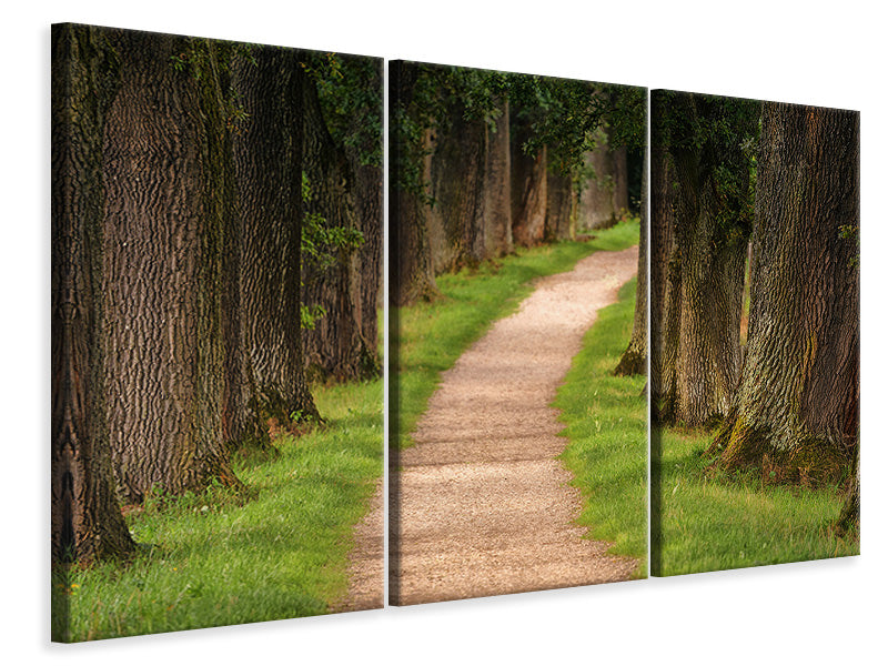 Leinwandbild 3-teilig Ein Weg im Wald