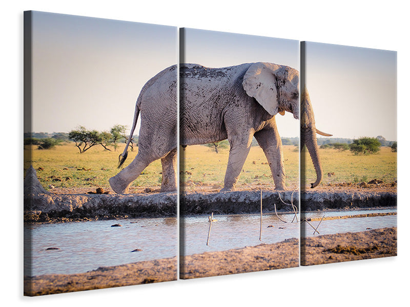 Leinwandbild 3-teilig Elefant in der Natur