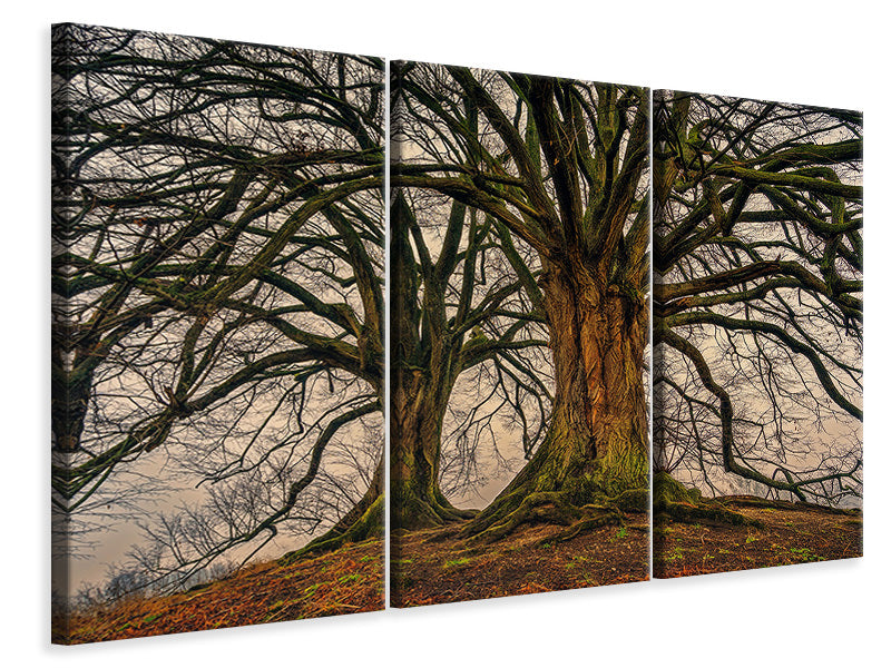 Leinwandbild 3-teilig Gespenstige Bäume