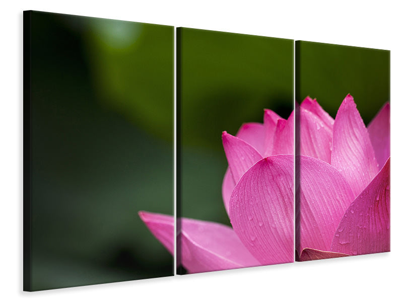 Leinwandbild 3-teilig Marko Lotus in pink