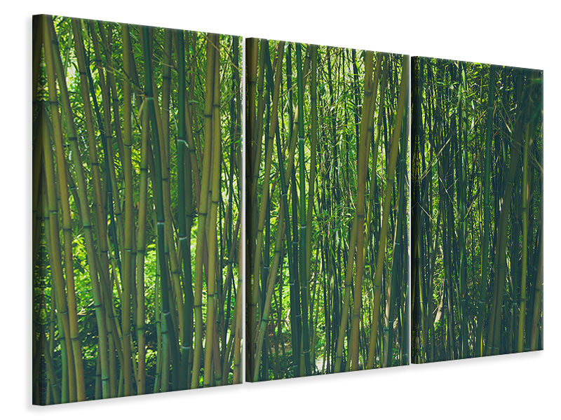 Leinwandbild 3-teilig Mitten im Bambus