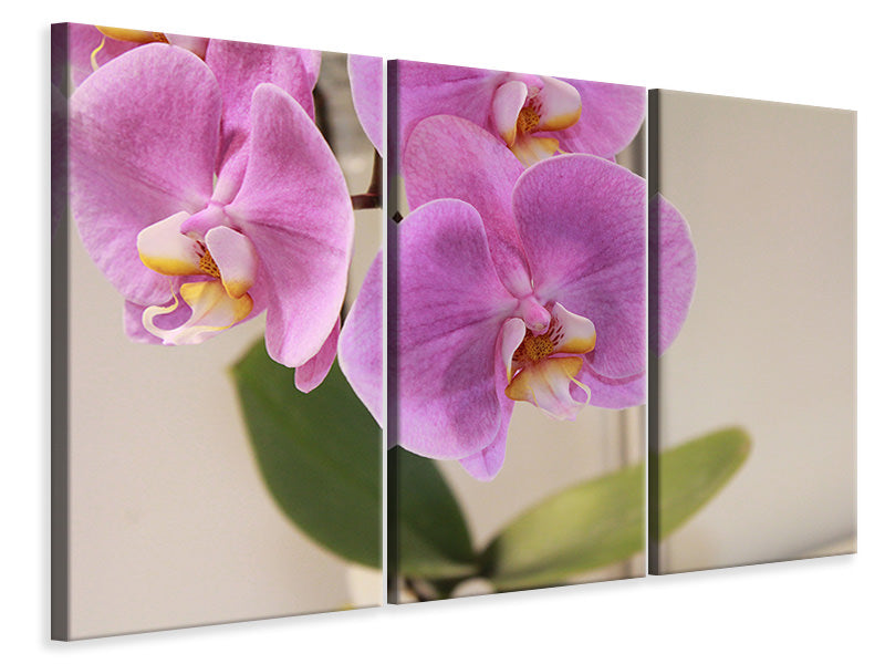 Leinwandbild 3-teilig Orchideen mit lila Blüten in XL