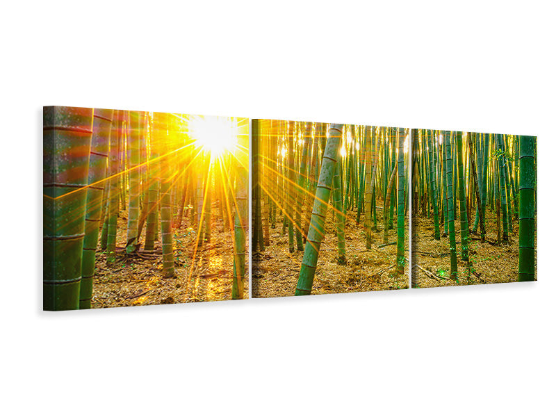 Panorama Leinwandbild 3-teilig Bambusse