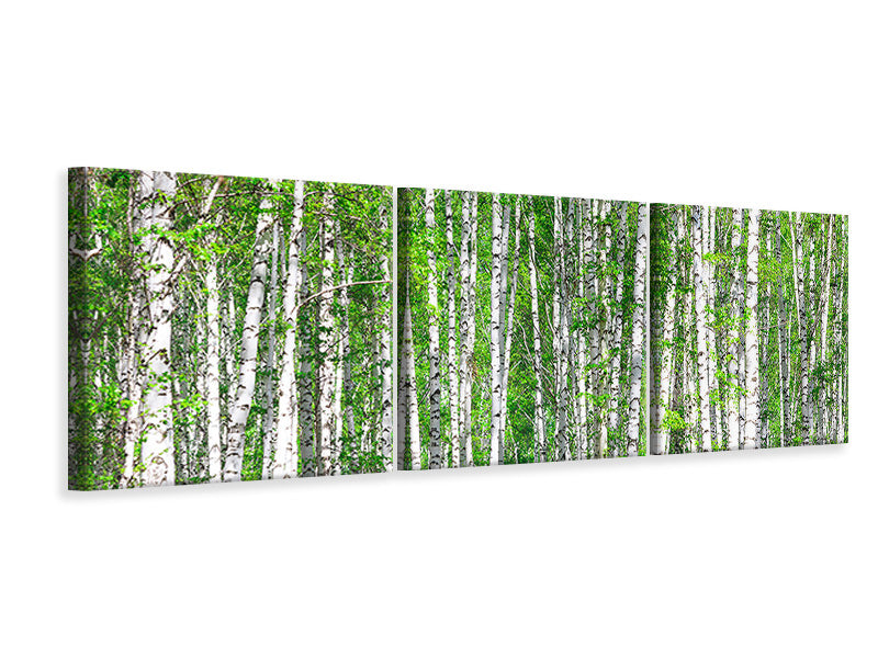 Panorama Leinwandbild 3-teilig Der Birkenwald