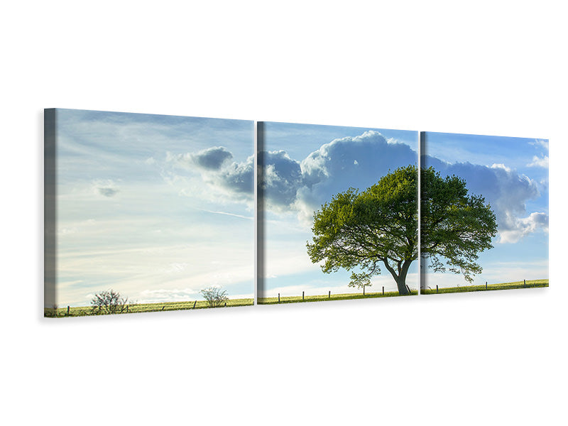 Panorama Leinwandbild 3-teilig Frühlingsbaum