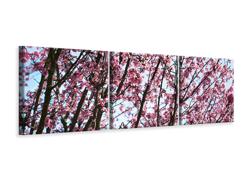 Panorama Leinwandbild 3-teilig Japanische Blütenkirsche