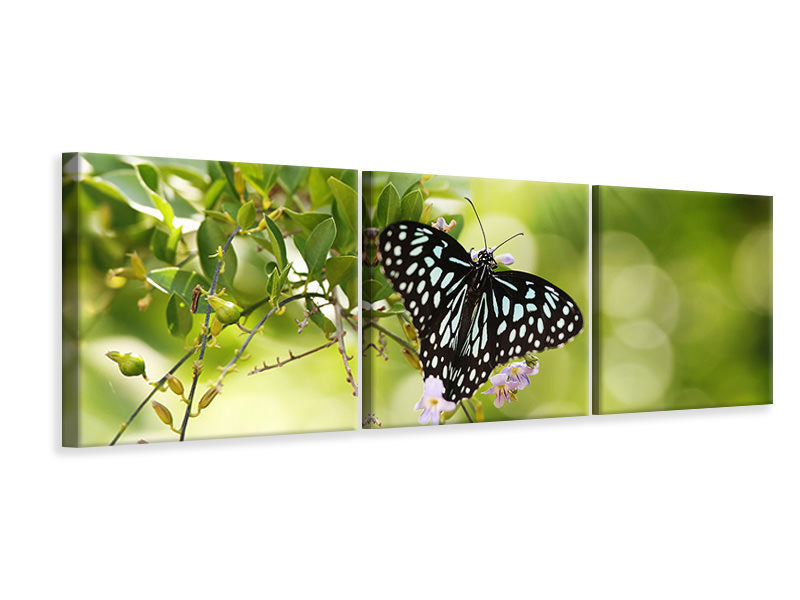 Panorama Leinwandbild 3-teilig Papilio Schmetterling XXL