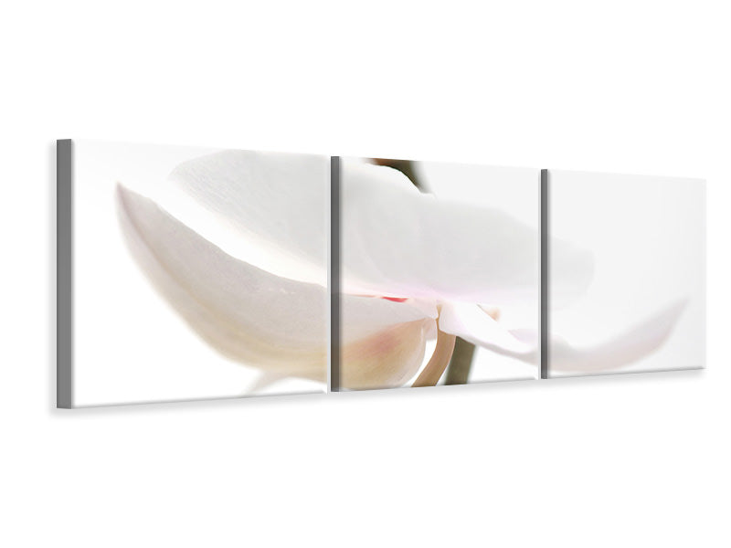 Panorama Leinwandbild 3-teilig XXL Orchideenblüte