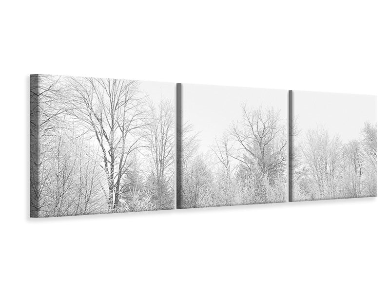 Panorama Leinwandbild 3-teilig Birken im Schnee