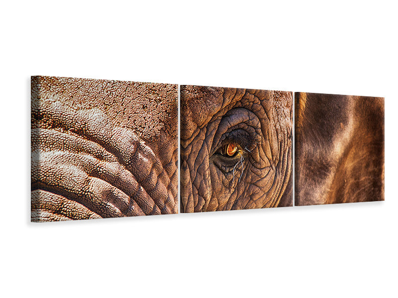 Panorama Leinwandbild 3-teilig Der Blick des Elefanten