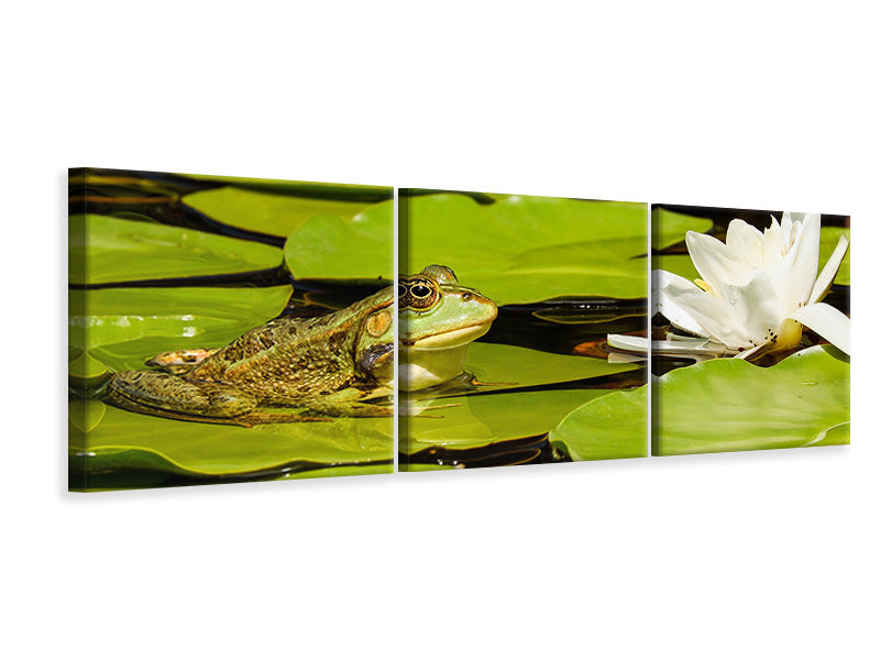 Panorama Leinwandbild 3-teilig Der Frosch und die Seerose