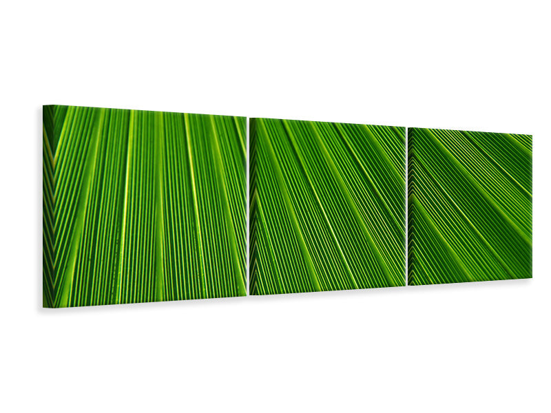 Panorama Leinwandbild 3-teilig Palm Streifen 1