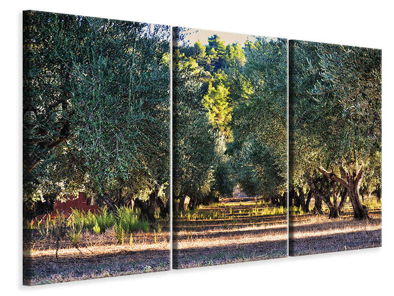 Leinwandbild 3-teilig Prächtige Olivenbäume