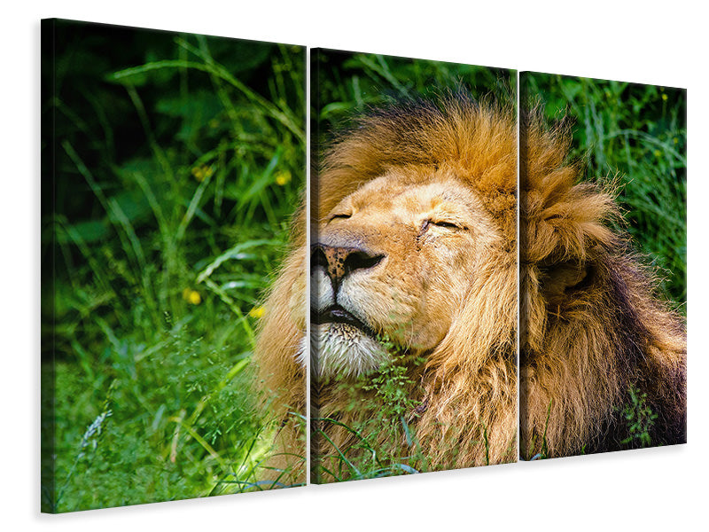 Leinwandbild 3-teilig Schlafender Löwe