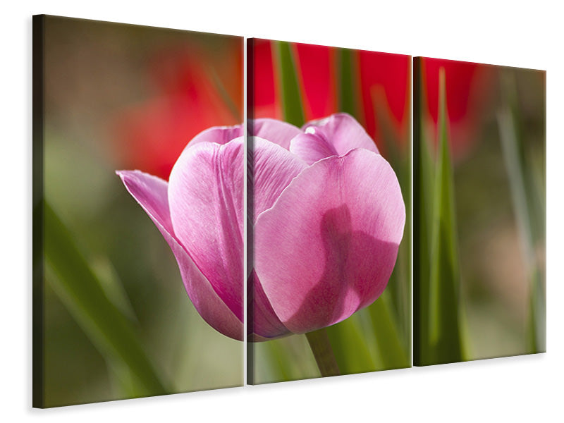 Leinwandbild 3-teilig Tulpe pretty in pink