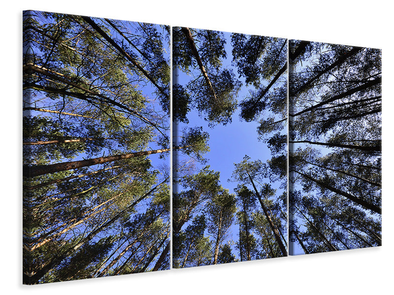 Leinwandbild 3-teilig Unter hohen Baumkronen