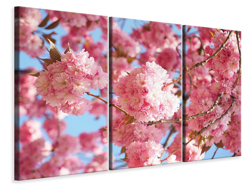 Leinwandbild 3-teilig Wunderschöne Kirschblüten