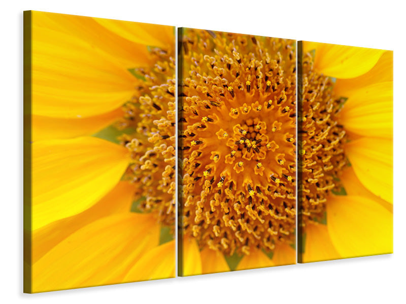Leinwandbild 3-teilig Wunderschöne Knospen der Sonnenblume