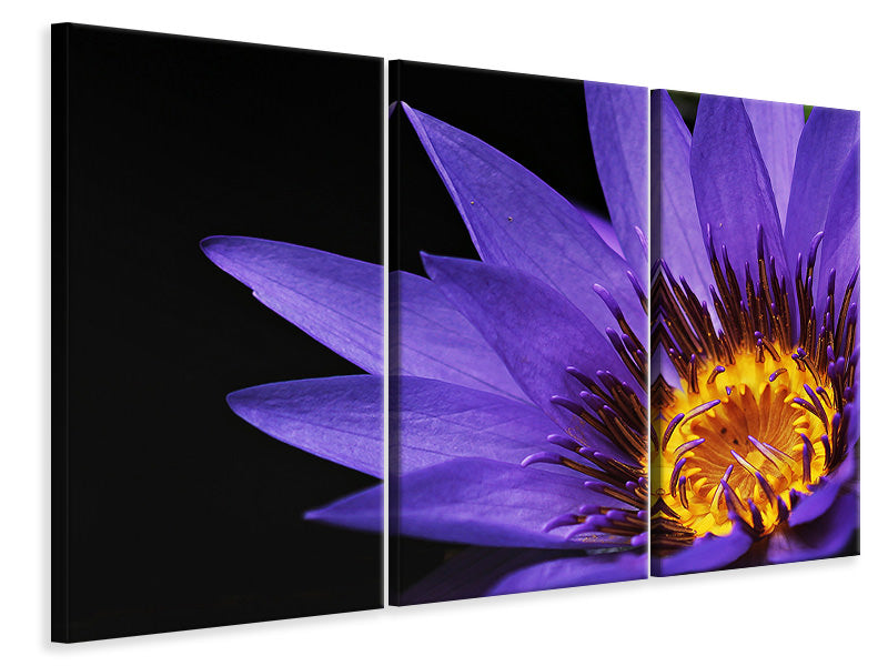 Leinwandbild 3-teilig XL Seerose in lila