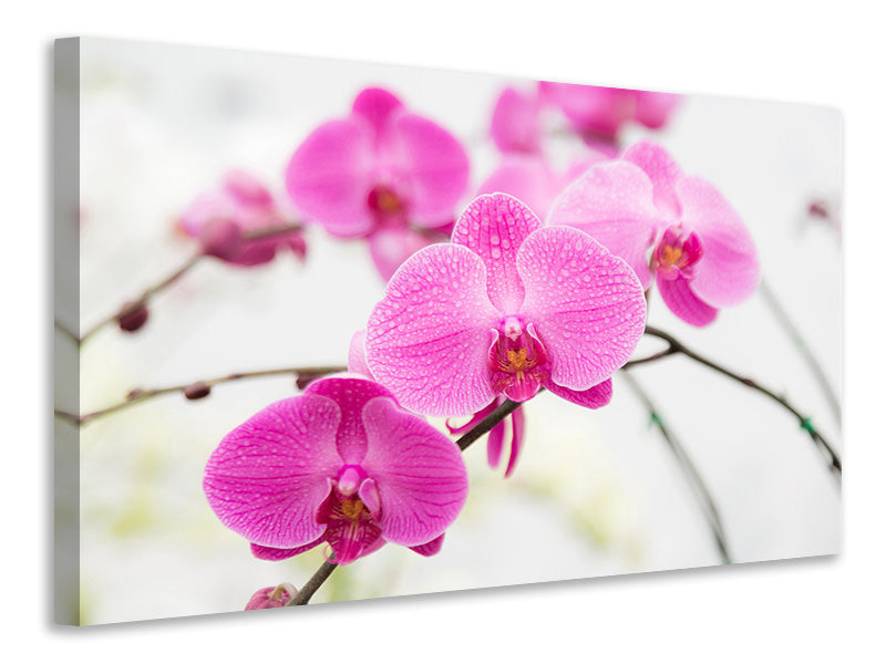Leinwandbild Das Symbol der Orchidee