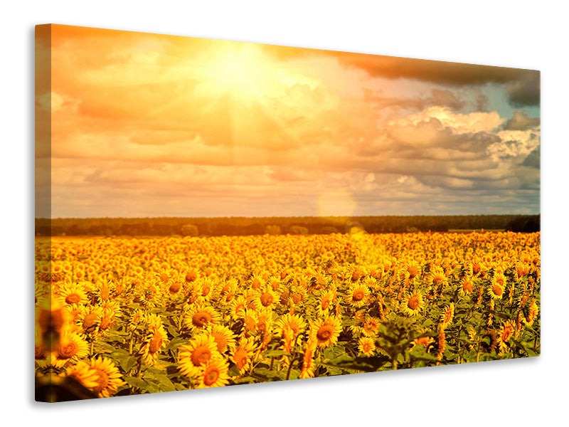 Leinwandbild Goldenes Licht für Sonnenblumen