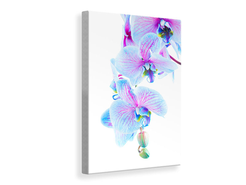 Leinwandbild Orchideen-Schmetterling