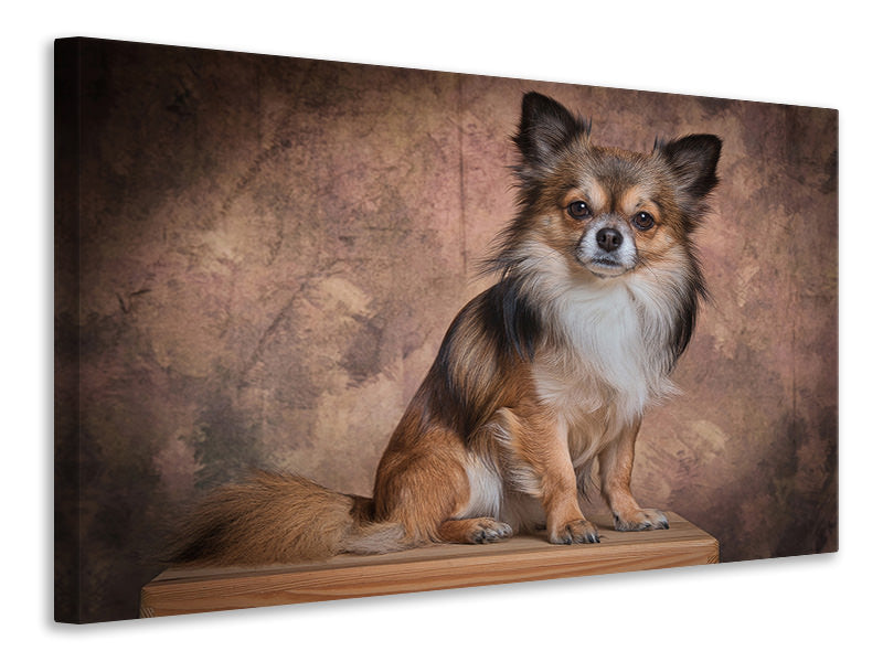 Leinwandbild Chihuahua Portrait