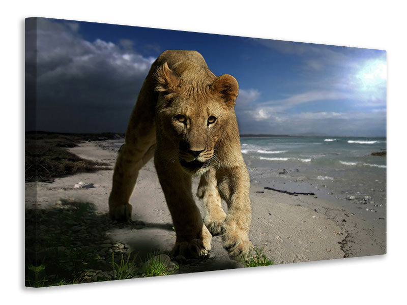 Leinwandbild Eine Löwin am Strand