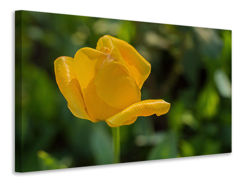 Leinwandbild Gelbe Tulpe XL