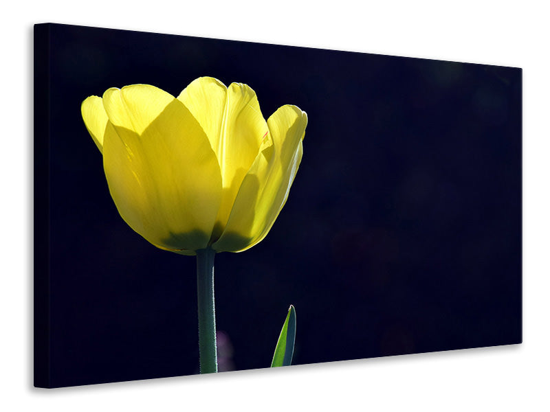 Leinwandbild Leuchtende Tulpe