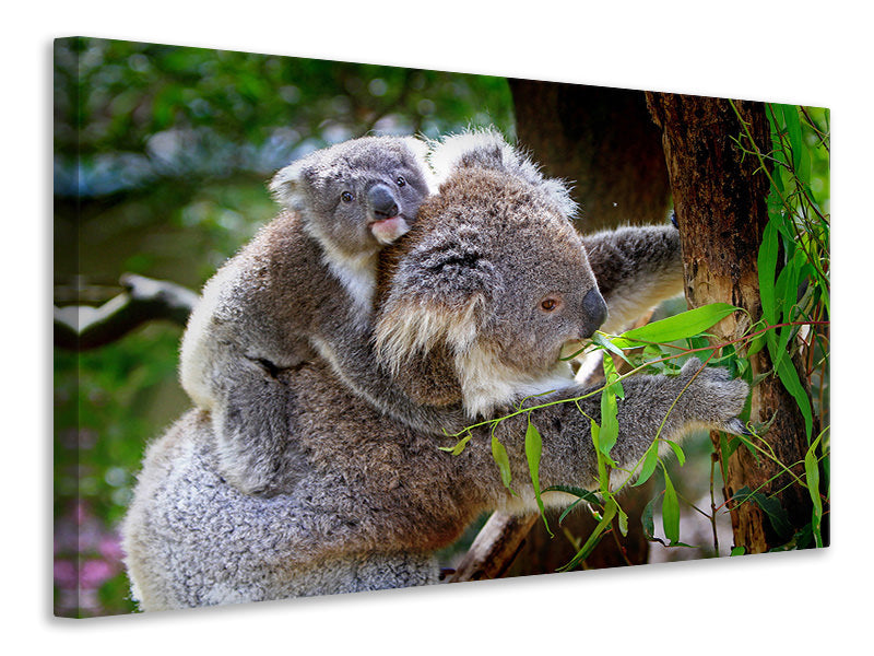 Leinwandbild Mama und Baby Koala