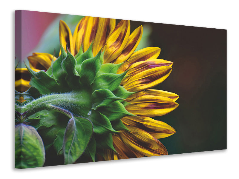 Leinwandbild Sonnenblume Close up
