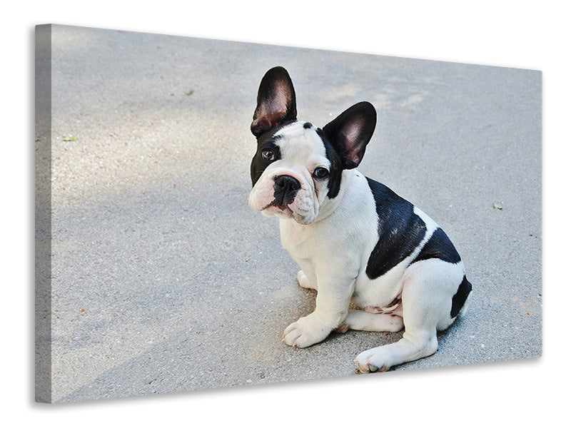 Leinwandbild Süsse Französische Bulldogge
