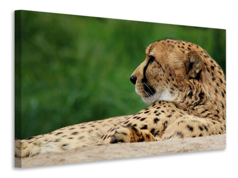 Leinwandbild XL Gepard