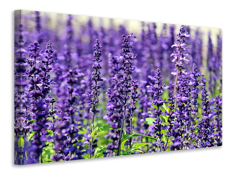 Leinwandbild XL Lavendel