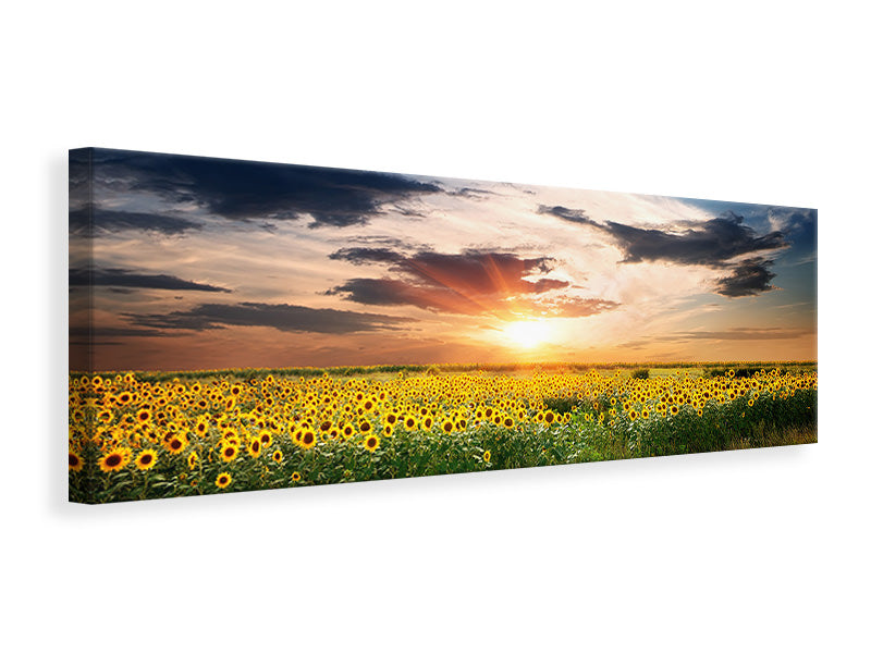 Leinwandbild Panorama Ein Feld von Sonnenblumen