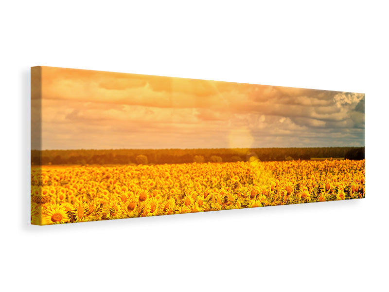 Leinwandbild Panorama Goldenes Licht für Sonnenblumen