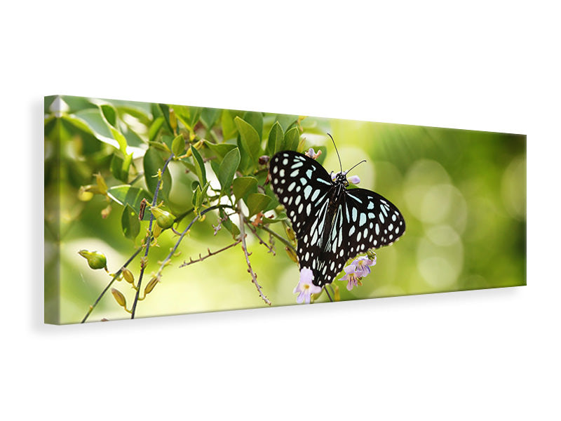 Leinwandbild Panorama Papilio Schmetterling XXL