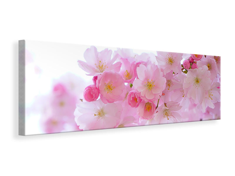 Leinwandbild Panorama Japanische Kirschblüte XL
