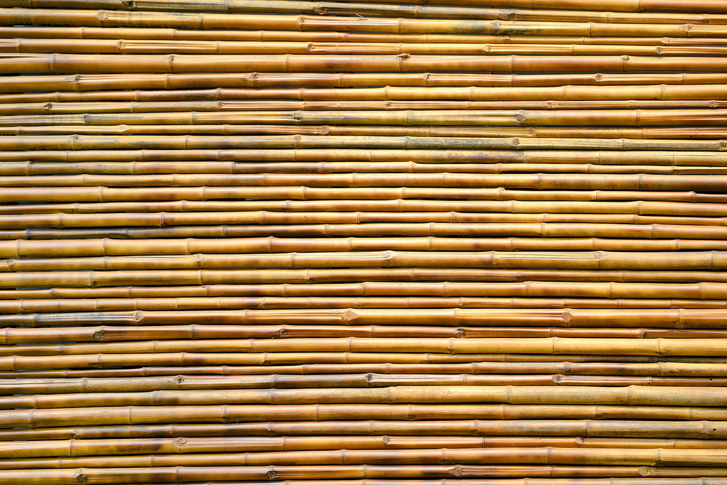 Fototapete Bambus