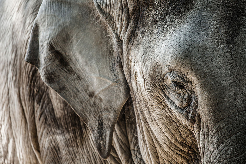 Fototapete Close Up Elefant